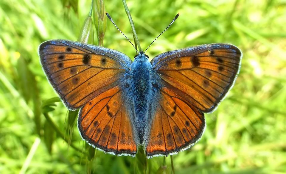 chi l''ha vista?? Lycaena alciphron